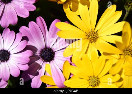 Blühende Margeriten Stockfoto