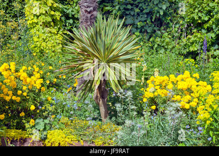 Yucca-Pflanze zwischen blauen und gelben Blumen im Sommergarten Stockfoto