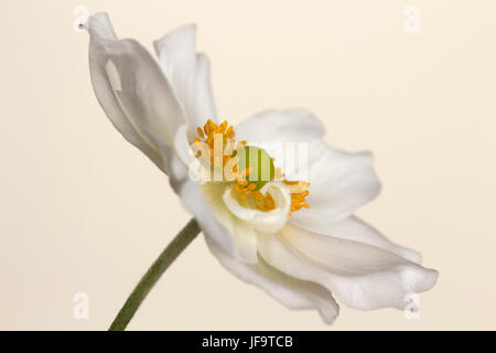 Nahaufnahme Bild von Anemone Japonica auf einem cremefarbenen Hintergrund Stockfoto
