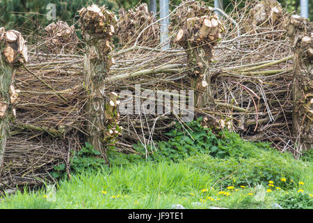 Screening-Zaun aus materiellen wicker Stockfoto