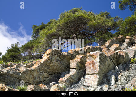 Pine Tree auf dem Stein Stockfoto