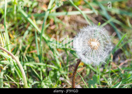 Löwenzahn auf der Wiese Stockfoto