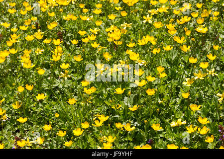 Buttercup Stockfoto