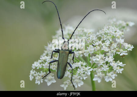 Moschus Käfer im Jagsttal, Deutschland Stockfoto