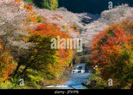 Nagoya, Obara Sakura im Herbst Stockfoto