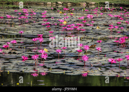 Kleiner Teich mit rosa Seerosen Stockfoto