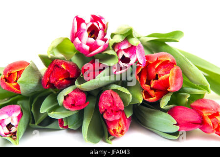 Schöne Tulpen auf weißem Hintergrund Stockfoto