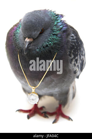 Taube mit Anhänger an der Kette Stockfoto