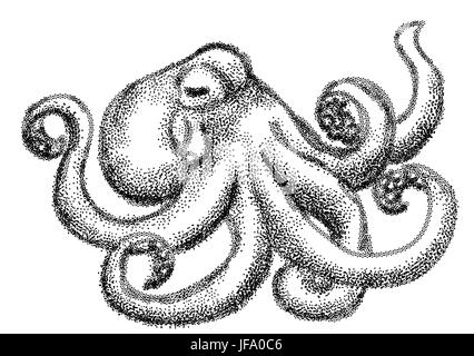Tintenfisch-schwarz / weiß Stock Vektor