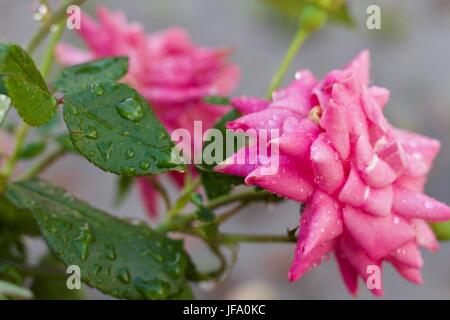 Wassertropfen nach dem Regen Stockfoto