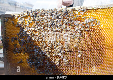 Bienenwaben aus Wachs in einem Holzrahmen von einem Bienenstock voller leckere gelb können Honig Blume mit einem Bündel von Bienen, die auf ihnen sitzen mit Wachs versiegelt Stockfoto