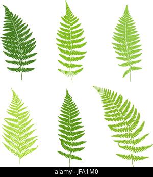 Satz von Farn Wedel Silhouetten. Vektor-illustration Stock Vektor