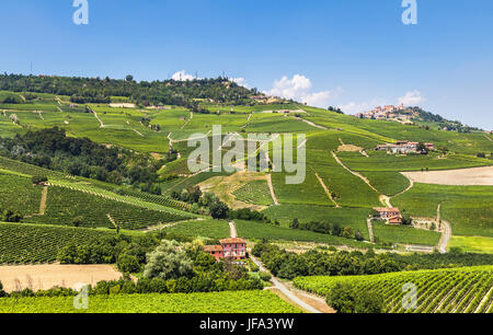Weinberge in der Nähe von Barolo. Italien Stockfoto