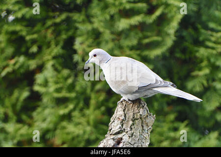 Eurasian Collared Dove Stockfoto