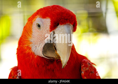 Red Parrot Stockfoto