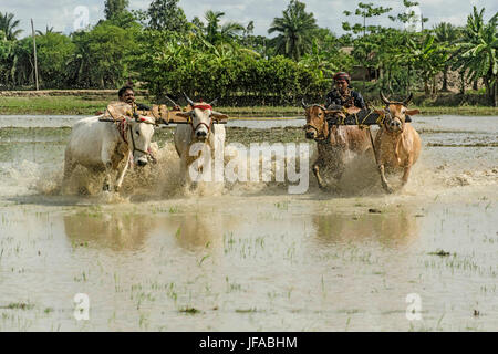 Kolkata, Westbengalen, Indien. 29. Juni 2017. West Bengal, Indien: Rinder-Rennen organisiert von den Landwirten des Süden 24-Pargana Bezirk West Bengal, Indien während der Beginn des Monsuns. Landwirte und ihre Rinder kommen um das Spiel teilzunehmen. Es .happens vor der Ernte Kharif Samen des Monsuns. Bascially ist es ein besonderes Spiel Monsun. Bildnachweis: Debsuddha Banerjee/ZUMA Draht/Alamy Live-Nachrichten Stockfoto