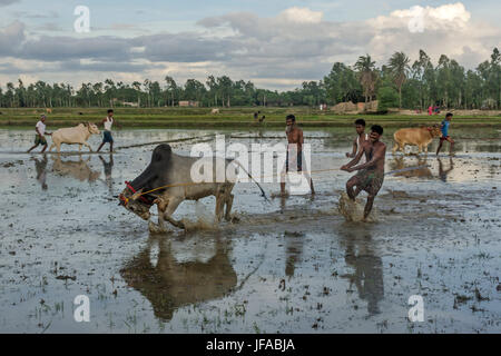 Kolkata, Westbengalen, Indien. 29. Juni 2017. West Bengal, Indien: Rinder-Rennen organisiert von den Landwirten des Süden 24-Pargana Bezirk West Bengal, Indien während der Beginn des Monsuns. Landwirte und ihre Rinder kommen um das Spiel teilzunehmen. Es .happens vor der Ernte Kharif Samen des Monsuns. Bascially ist es ein besonderes Spiel Monsun. Bildnachweis: Debsuddha Banerjee/ZUMA Draht/Alamy Live-Nachrichten Stockfoto