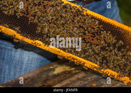 blau markierte Königin unter den Bienen auf den Waben entfernt von hive Stockfoto