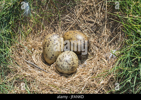 Eiern im Nest weniger Black-backed Gull (Larus Fuscus), Northumberland, England Stockfoto