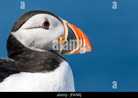 Nahaufnahme der Papageitaucher (Fratercula Arctica), Northumberland, England Stockfoto