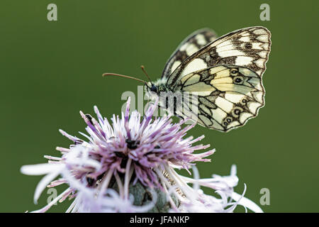 Marmorierte weißer Schmetterling (Melanargia Galathea) Nectaring auf Blume, Devil es Dyke, Cambridgeshire Stockfoto