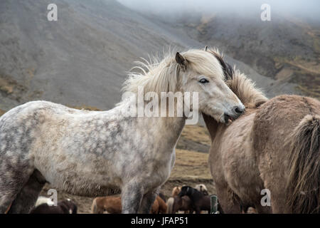 Islandpferde miteinander pflegen Stockfoto