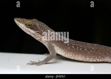 Nahaufnahme einer braunen Anole Eidechse vor einem schwarzen Hintergrund in Texas Stockfoto