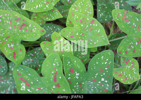 Fancy Endivie Caladium bicolor (Elefanten-Ohr) im tropischen Regenwald in Panama Stockfoto