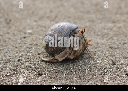 Nahaufnahme von einem Einsiedlerkrebs an einem Strand in Panama-Stadt Stockfoto