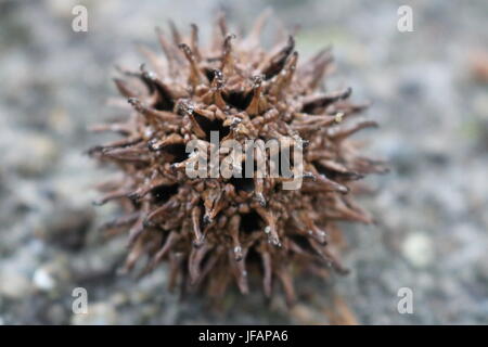 Stachelige braune Kugel Frucht von einem Ahornbaum in Texas Stockfoto