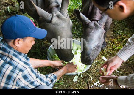 Baby Nashorn, rettete im Chitwan Nationalpark, Nepal Stockfoto