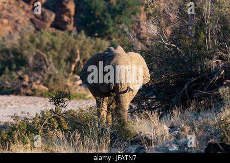 Wüste Elefant (Loxodonta Africana), Skeleton Coast Nationalpark, Namibia. Stockfoto