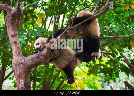 Panda Jungen in einen Baum, Chengdu, Provinz Sichuan, China Stockfoto