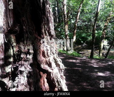 Redwood-Wald Stockfoto