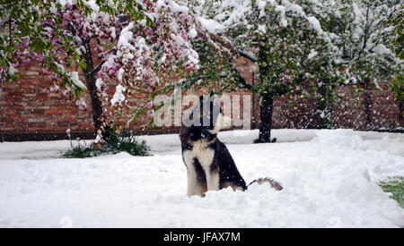 Husky Blick auf schöne Appletree Blüten im Frühjahr, bedeckt im Schnee (Erfrierungen) von starkem Schneefall. Bayern, Deutschland Stockfoto