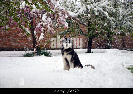 Husky starrte in Kamera mit schönen Appletree Blüten im Hintergrund, bedeckt im Schnee (Erfrierungen) von starkem Schneefall. Bayern, Deutschland Stockfoto