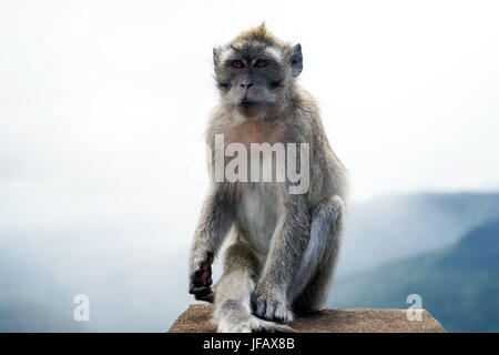 Macaca Fascicularis - Long-Tailed Macaque Stockfoto