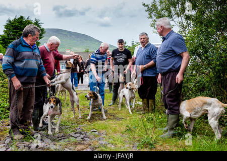 Ziehen Sie Hunt Racing mit Beagles, Cahersiveen, County Kerry, Irland Stockfoto