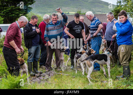 Ziehen Sie Hunt Racing mit Beagles, Cahersiveen, County Kerry, Irland Stockfoto