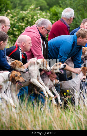 Ziehen Sie Hunt Racing mit Beagles, Cahersiveen, County Kerry, Irland Stockfoto