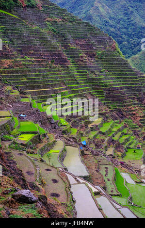 Batad Reis Terrassen Bestandteil der Welt Erbe Anblick Banaue, Luzon, Philippinen Stockfoto