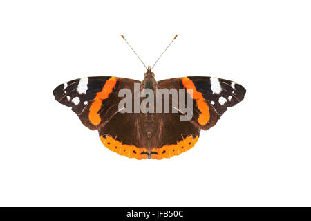 Nahaufnahme (Makro) ein englischer Red Admiral Schmetterlings, fotografiert von oben mit Flügeln flach, isoliert auf weißem Hintergrund. Stockfoto