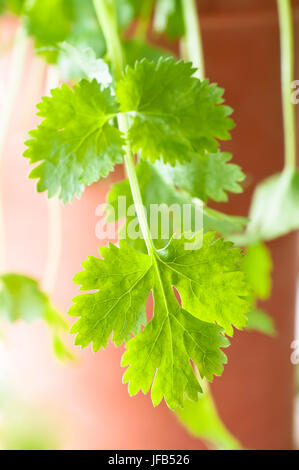 Nahaufnahme von Korianderblätter, nachgestellte über die Seite von einem Terrakotta-Kräutertopf. Stockfoto