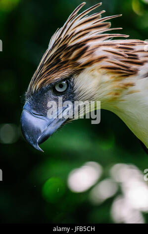 Philippine Eagle (Pithecophaga Jefferyi), auch bekannt als die Monkey-eating Eagle, Davao, Mindanao, Philippinen Stockfoto