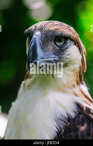 Philippine Eagle (Pithecophaga Jefferyi), auch bekannt als die Monkey-eating Eagle, Davao, Mindanao, Philippinen Stockfoto