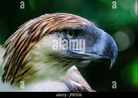 Philippine Eagle (Pithecophaga Jefferyi), auch bekannt als die Monkey-eating Eagle, Davao, Mindanao, Philippinen Stockfoto