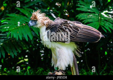 Philippine Eagle (Pithecophaga Jefferyi), auch bekannt als die Monkey-eating Eagle, Davao, Mindanao, Philippinen Stockfoto