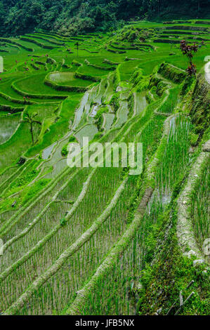 Hapao Reis Terrassen Bestandteil der Welt Erbe Anblick Banaue, Luzon, Philippinen Stockfoto