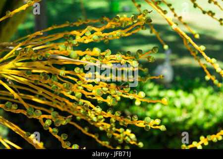Unreife grüne und gelbe Termine in einem Cluster auf einem Palm Tree Branch, goldene Sonnenlicht, grüne Laub im Hintergrund, Spanien, Mittelmeer Stockfoto