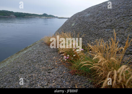 Kleine, zarte Sommerblumen, versteckt in einem steinernen Spalt an der Südküste Norwegens, in der Nähe von Larvik. Stockfoto